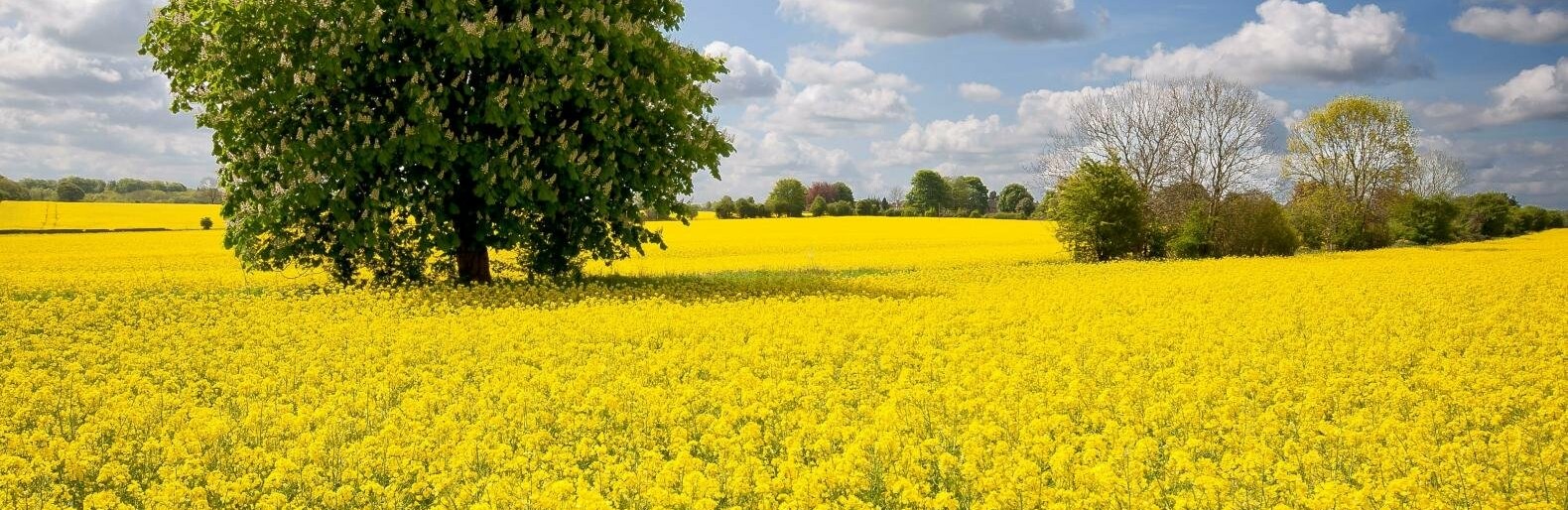 У п'ятницю на Полтавщині буде прохолодно і хмарно, але у вихідні погода зміниться 