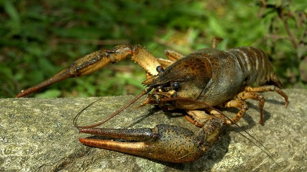 Від сьогодні на водоймах  Полтавської області заборонено ловити  раків