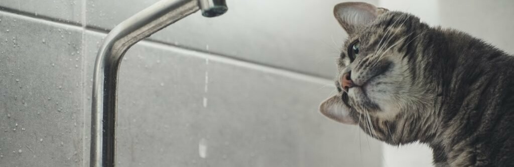 У Полтаві на деяких вулицях не буде водопостачання: адреси