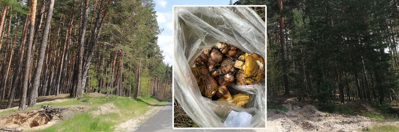 Після рясних дощів у лісах під Полтавою з'явилися маслюки