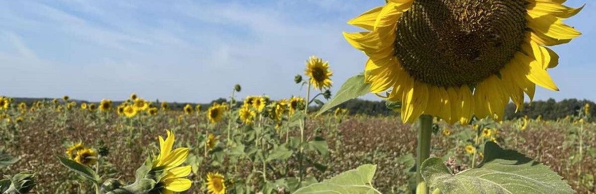 Можна прибирати пальта у шафу: у неділю в Полтаві ще затримається спека 