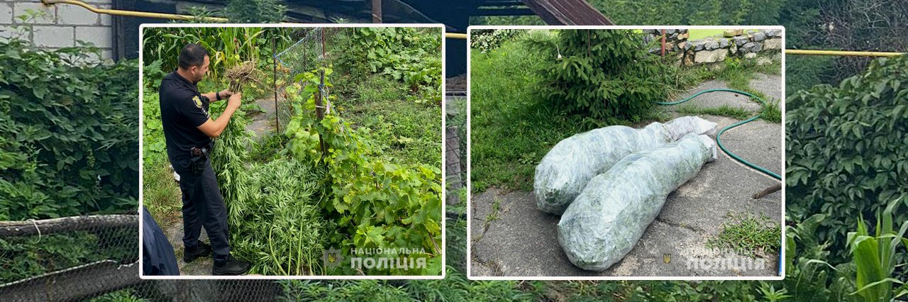 На Полтавщині у домогосподарстві 42-річного чоловіка знайшли більше 50 рослин коноплі
