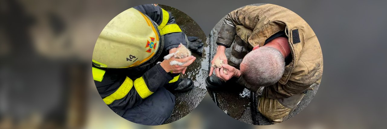 На Полтавщині під час гасіння пожежі бійці ДСНС врятували двох кошенят