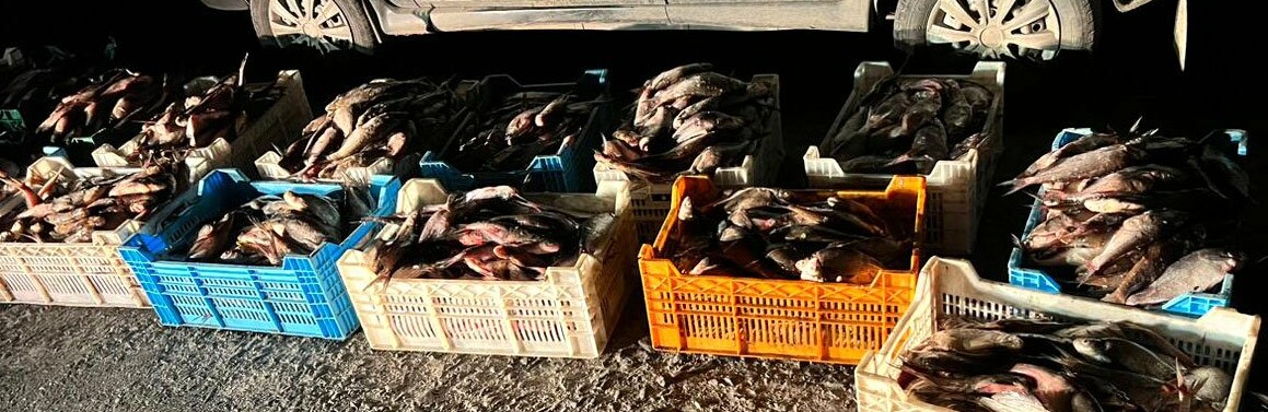 Поліцейскі на Полтавщині зупинили легковик, в якому чоловік перевозив 700 кг незаконно виловленої риби