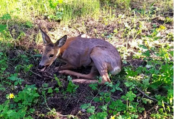 На Полтавщині рятують косулю. Потрібна допомога небайдужих