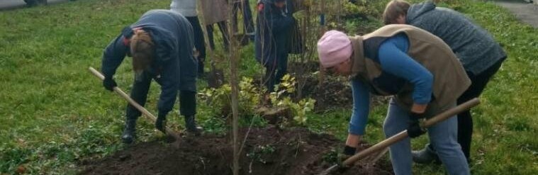 У Полтаві комунальники висадили молоді тополі