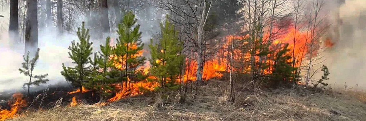 Що робити у разі виникнення пожежі в лісі