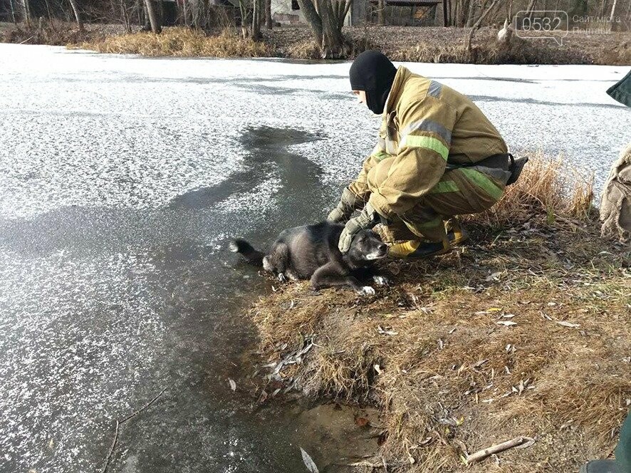 Під Полтавою врятували собаку, що провалилася під кригу, фото-1 Під Полтавою врятували собаку, що провалилася під кригу, фото-1