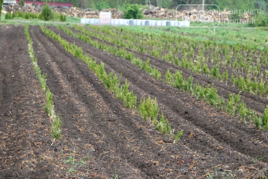 За минулий рік «Декоративні культури» спиляли 1327 аварійни..., фото-1 За минулий рік «Декоративні культури» спиляли 1327 аварійних дерев, фото-1