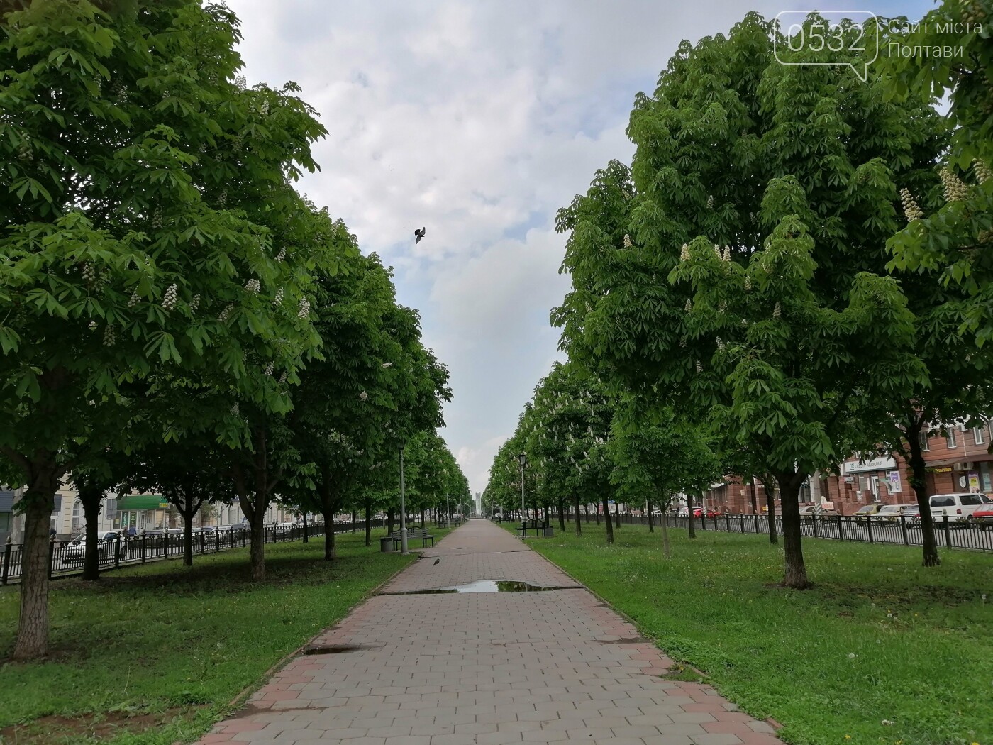 У Полтаві зацвіли каштани (ФОТОРЕПОРТАЖ), фото-7 У Полтаві зацвіли каштани (ФОТОРЕПОРТАЖ), фото-7