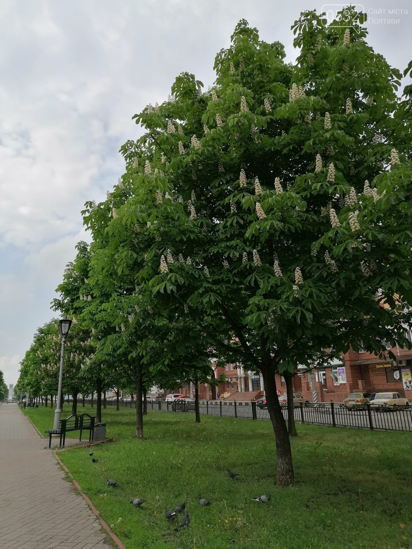 У Полтаві зацвіли каштани (ФОТОРЕПОРТАЖ), фото-17 У Полтаві зацвіли каштани (ФОТОРЕПОРТАЖ), фото-17