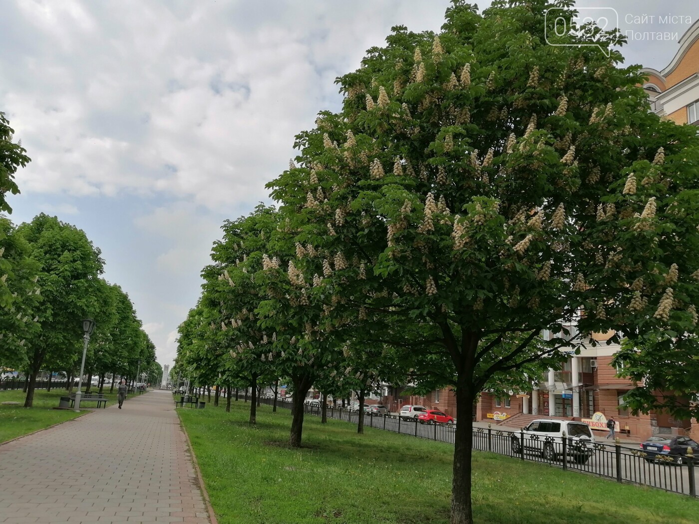 У Полтаві зацвіли каштани (ФОТОРЕПОРТАЖ), фото-8 У Полтаві зацвіли каштани (ФОТОРЕПОРТАЖ), фото-8