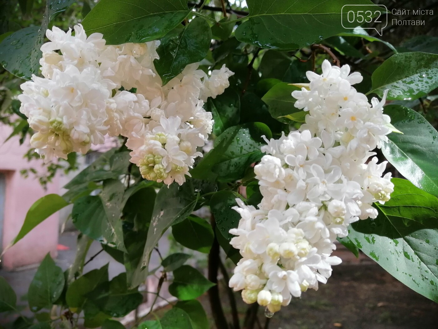 У Полтаві розцвіли деревовидні півонії (ФОТОРЕПОРТАЖ), фото-19 У Полтаві розцвіли деревовидні півонії (ФОТОРЕПОРТАЖ), фото-19