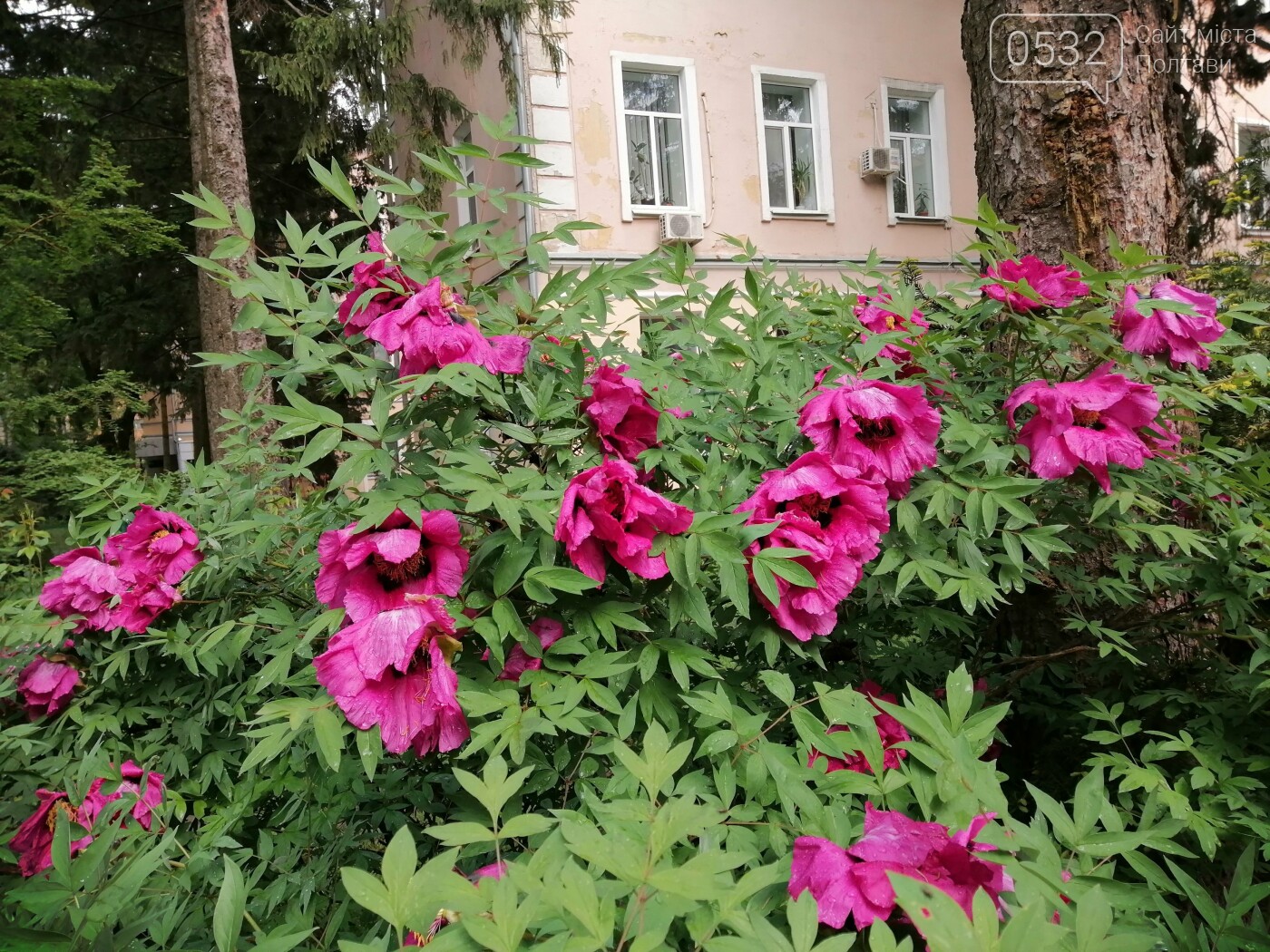 У Полтаві розцвіли деревовидні півонії (ФОТОРЕПОРТАЖ), фото-15 У Полтаві розцвіли деревовидні півонії (ФОТОРЕПОРТАЖ), фото-15