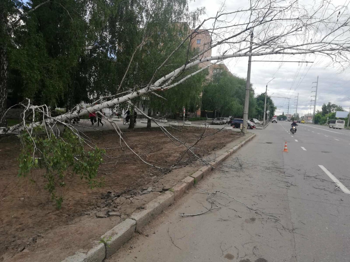 У Полтаві біля інституту зв’язку на дроти впала береза (ФОТО), фото-1 У Полтаві біля інституту зв’язку на дроти впала береза (ФОТО), фото-1