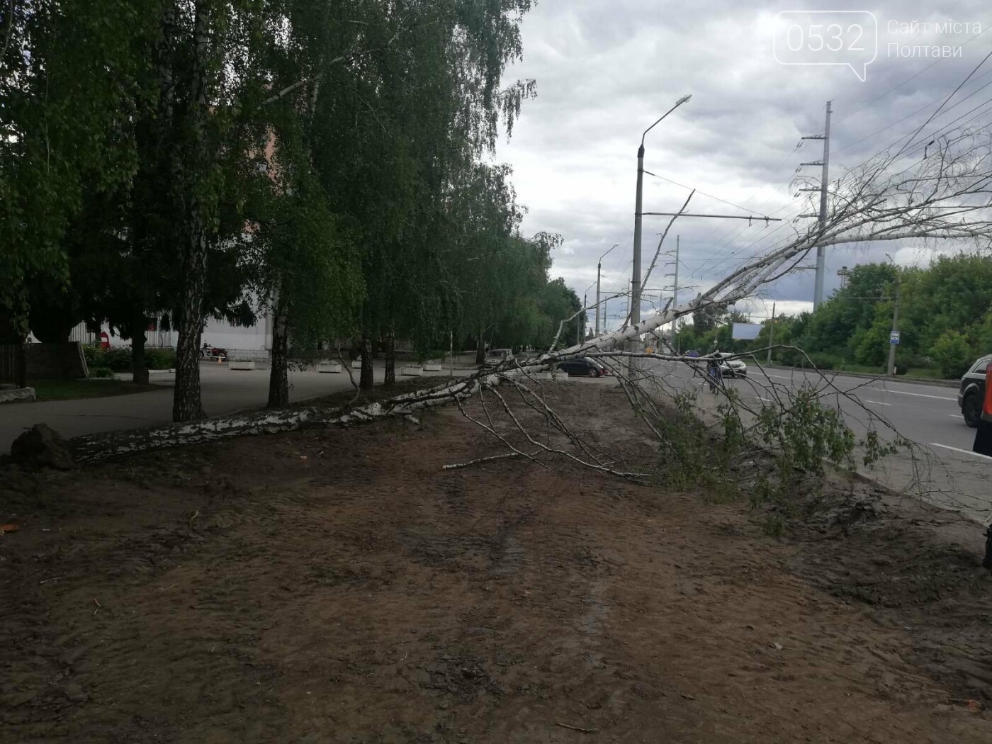 У Полтаві біля інституту зв’язку на дроти впала береза (ФОТО), фото-2 У Полтаві біля інституту зв’язку на дроти впала береза (ФОТО), фото-2
