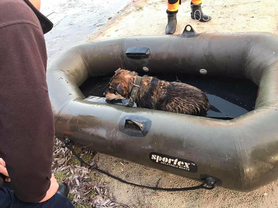 У Полтаві рятувальники витягнули із води цуценя, яке на Вор..., фото-4 У Полтаві рятувальники витягнули із води цуценя, яке на Ворсклі провалилося під лід (ФОТО), фото-4