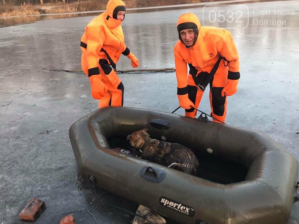 У Полтаві рятувальники витягнули із води цуценя, яке на Вор..., фото-3 У Полтаві рятувальники витягнули із води цуценя, яке на Ворсклі провалилося під лід (ФОТО), фото-3