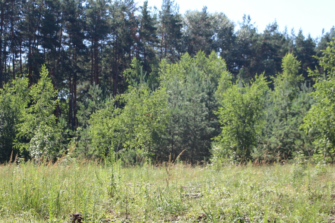 Полтавські лісівники захищають ліси під час надзвичайної п..., фото-41 Полтавські лісівники захищають ліси під час надзвичайної пожежної небезпеки, фото-41