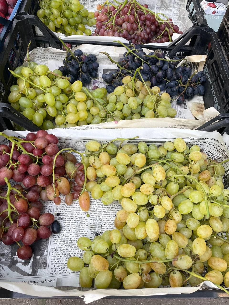 У Полтаві на «Хитрому» ринку кавуни та капусту продають від 8 грн, малину по 40 грн, а сезонний виноград коштує 60 грн