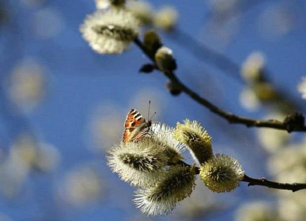 Pogoda U Poltavi Na Teplogo Oleksiya Sinoptiki Zrobili Prognoz Novini