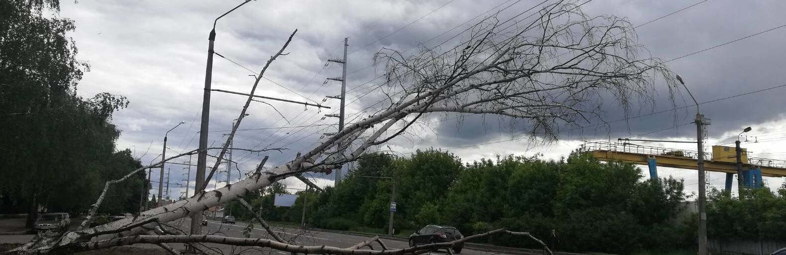 У Полтаві біля інституту зв’язку на дроти впала береза У Полтаві біля інституту зв’язку на дроти впала береза, Володимир Паршевлюк