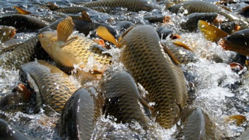 На Полтавщині розробляють публічну електронну карту водних об’єктів... На Полтавщині розробляють публічну електронну карту водних об’єктів, придатних до риборозведення, Оксана Солопко