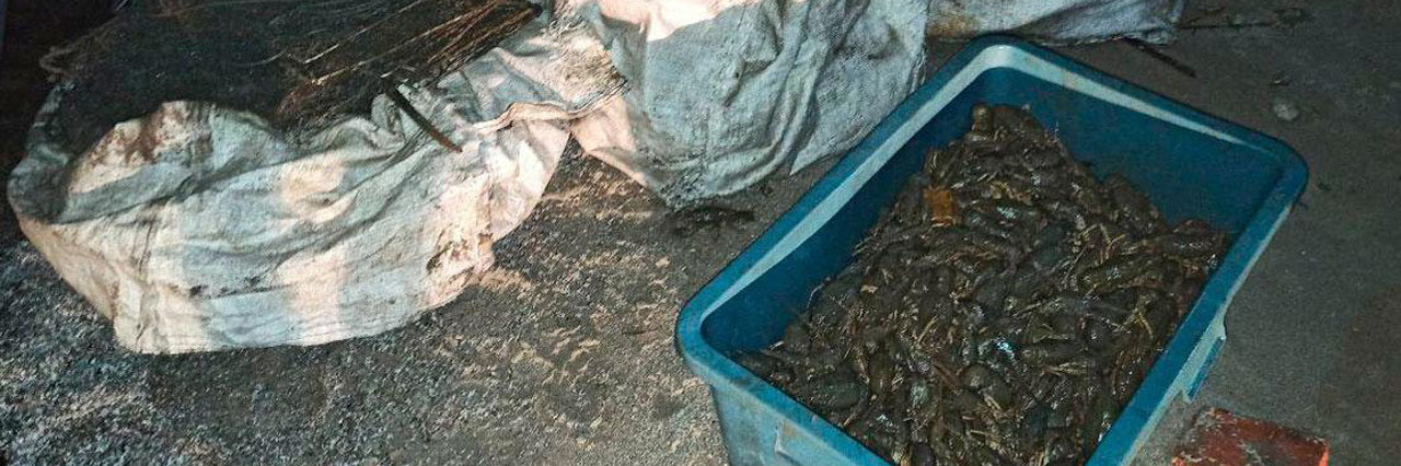 На Полтавщині браконьєри незаконно виловили понад півтисячі раків На Полтавщині браконьєри незаконно виловили понад півтисячі раків, Володимир Паршевлюк