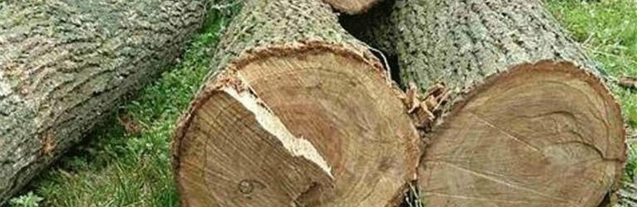 Полтавця засудили за незаконне перевезення зрубаних дубів