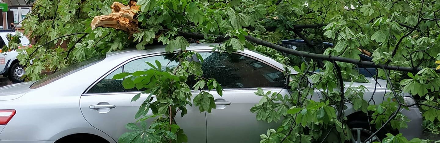 У центрі Полтави дерево впало на три автівки
