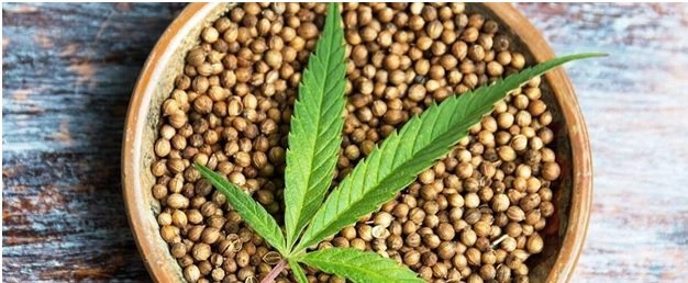 Конопля семена применяют купи марихуану через интернет